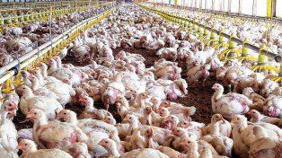 La producción aviar y de nuez pecán podrán ingresar a China.&nbsp;