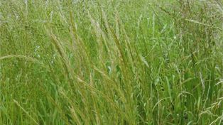 El manejo de raigrás debe incluir rotación de herbicidas con distintos mecanismos de acción.