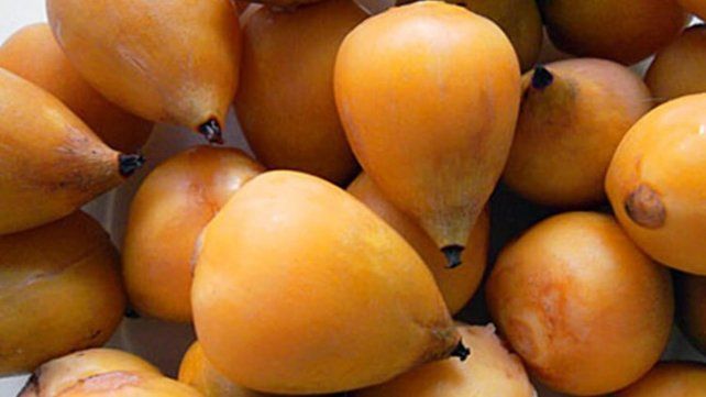 Se aprobó la incorporación del fruto de la palmera Butiá Yatay al Código Alimentario Argentino (CAA) con importantes propiedades&nbsp;