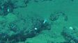 Descubrieron en el Índico un cementerio de ballenas de 5 millones de años