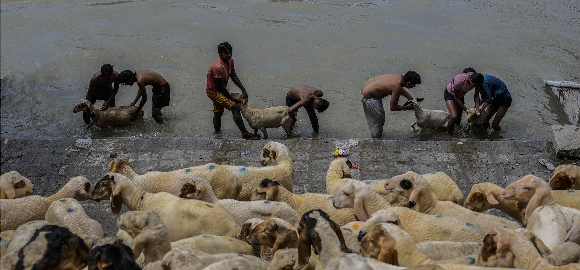 Vendedores de ganado indios lavan ovejas en un río antes de venderlas antes del festival Eid-al-Adha en Srinagar, Cachemira india, el lunes 26 de junio de 2023. (Foto AP/Mukhtar Khan) Vendedores de ganado indios lavan ovejas en un río antes de venderlas antes del festival Eid-al-Adha en Srinagar, Cachemira india, el lunes 26 de junio de 2023. (Foto AP/Mukhtar Khan)
