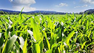 Noviembre llega con un escenario muy prometedor para el maíz