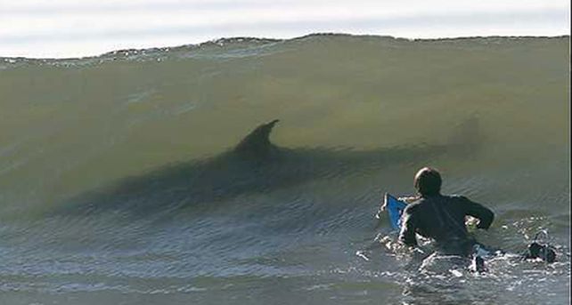 Un surfista en Australia muere atacado por un tibur&oacute;n
