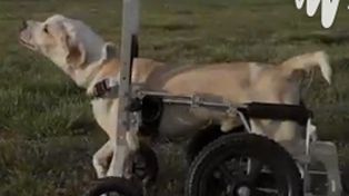 Un perro con parálisis en sus patas logró volver a caminar y dejar de usar la silla de ruedas