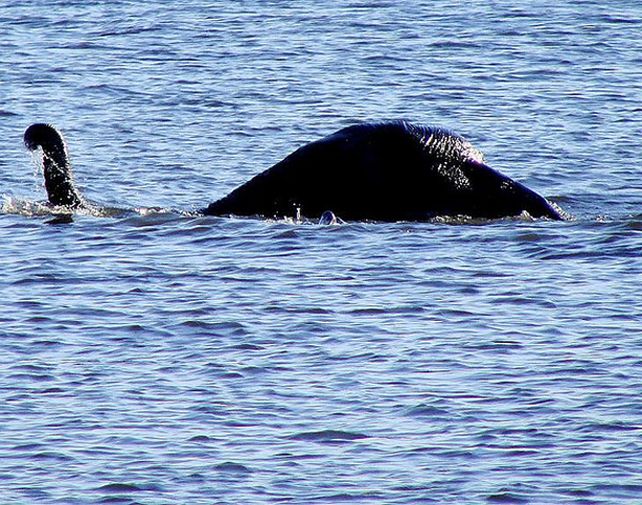 La bestia es una atracción en el popular lago de Escocia.