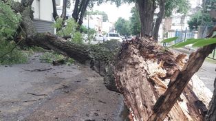 Una rama de un gran árbol cayo por los fuertes vientos
