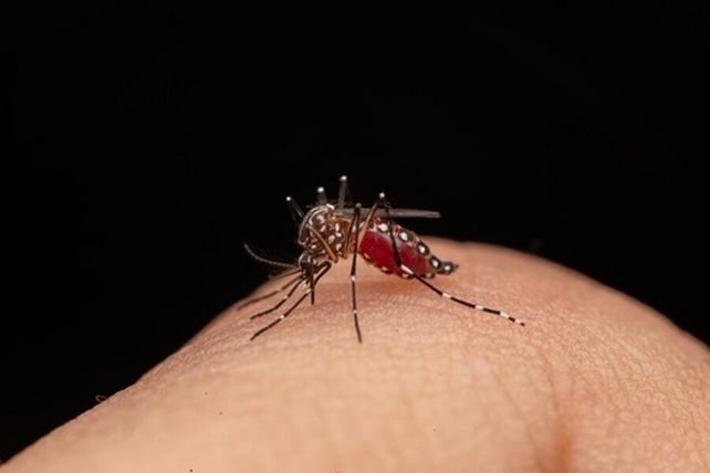 Roldán refuerza la prevención del dengue con una campaña de descacharrado en toda la ciudad