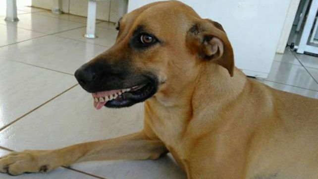 Así logró una sonrisa perfecta esta perrita brasileña