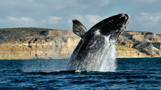Las ballenas de Puerto Madryn recorrieron el mundo gracias a TikTok