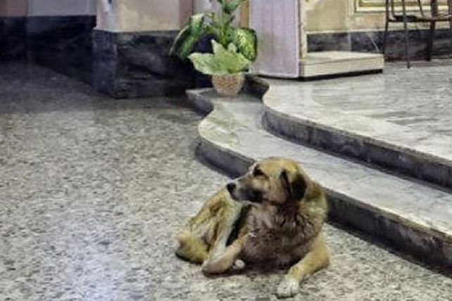 Un pastor alemán llora a su dueña en una iglesia en Italia