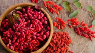 La berberina es un compuesto químico que se encuentran en varias plantas como el Agracejo, la uva de Oregón y el Sello de Oro.