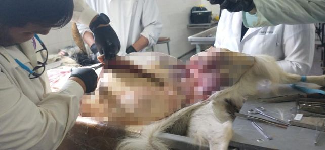 Una investigación de Veterinarias podría transformar el estudio de la anatomía