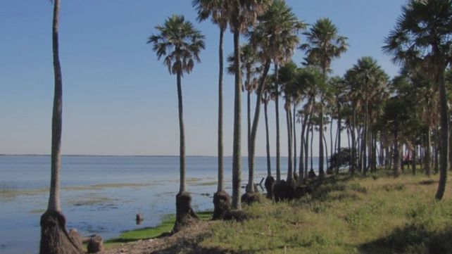 El palmar llega casi a la orilla del agua
