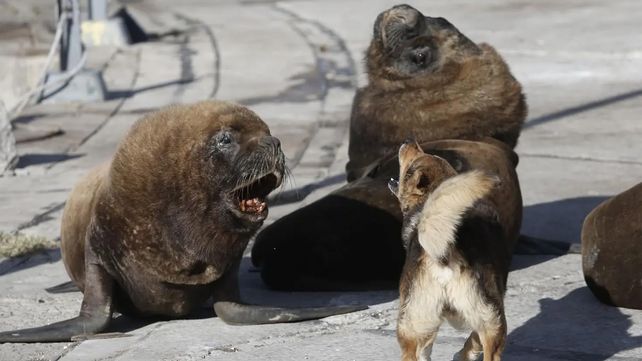 Los lobos marinos coparon las calles de Mar del Plata en cuarentena