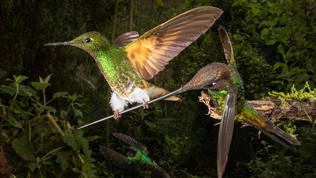 Imágenes ganadoras del concurso Bird Photographer of the Year 2020