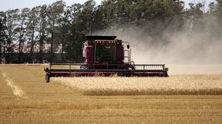 Trigo: una campaña histórica que se siente en los precios