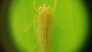 La Red Nacional de Monitoreo de la chicharrita presentó su segundo informe