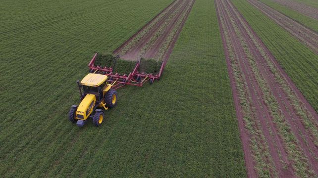 Con la eliminación de los derechos de exportación Argentina puede volver a ser un país competitivo a nivel mundial en el sector