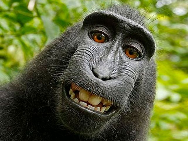 Tremenda polémica legal por la selfie de un mono