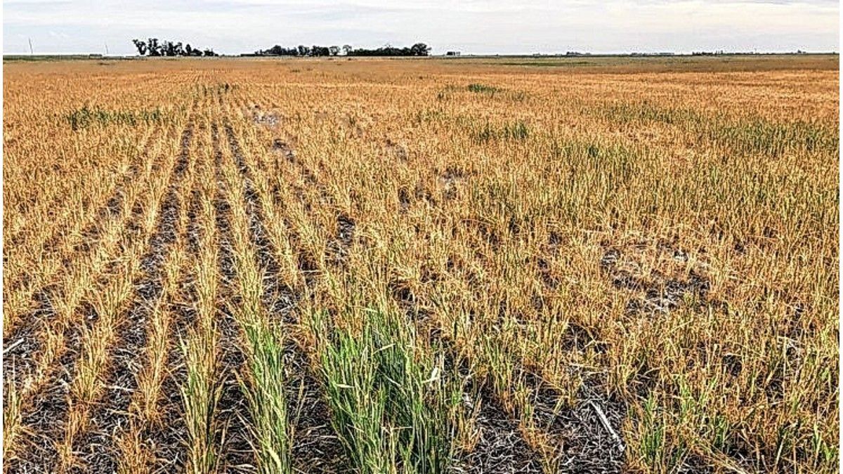 Fuerte caída de la estimación de la cosecha de trigo por falta de lluvias
