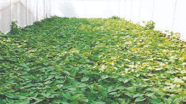 Especies. El proyecto busca tecnificar la multiplicación de plantines.