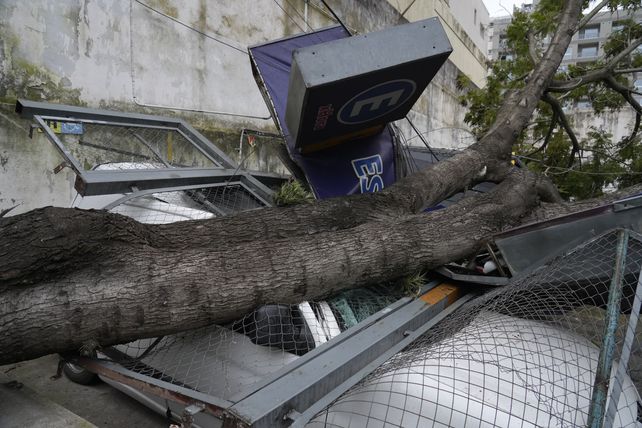 Cayó un enorme jacarandá sobre un garaje y aplastó cuatro autos