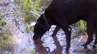 Realizan una colecta por los animales del norte provincial