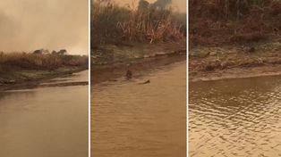 Así escapa la fauna de los incendios