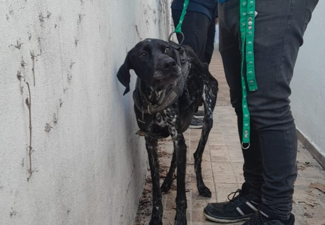 El perro presentaba un avanzado estado de desnutrición y ahora se recupera en el Imusa.