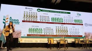 Más allá del trigo: nuevas opciones para diversificar la estrategia