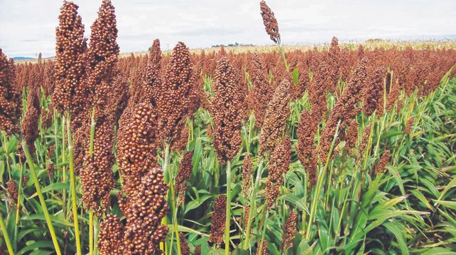 El sorgo reafirma cada año su aporte a los planteos mixtos en base al desarrollo de tecnología.