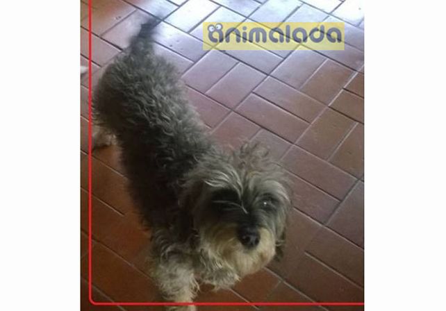 Buscan a Coki