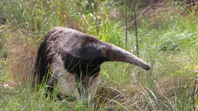 Trasladaron al oso hormiguero de la Granja de la Esmeralda hacia una reserva en Corrientes Trasladaron al oso hormiguero de la Granja de la Esmeralda hacia una reserva en Corrientes