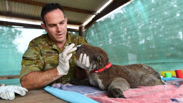 Auxilio. Un guardaparque ayuda a beber a un koala que sufrió quemaduras. La especie está en peligro.
