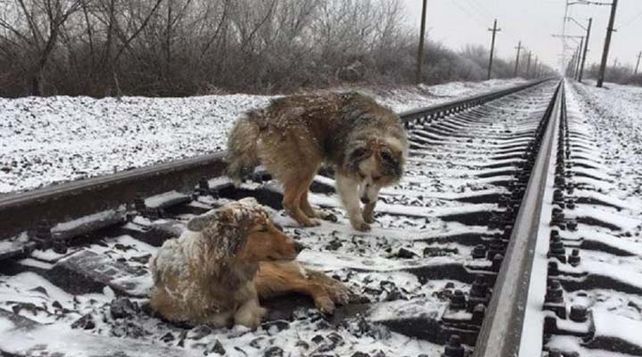 El video de un perro protegiendo a su compañera herida sobre las vías de un tren se vuelve viral