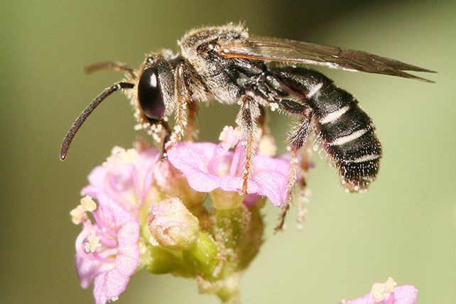 Las diez picaduras más dolorosas en el planeta