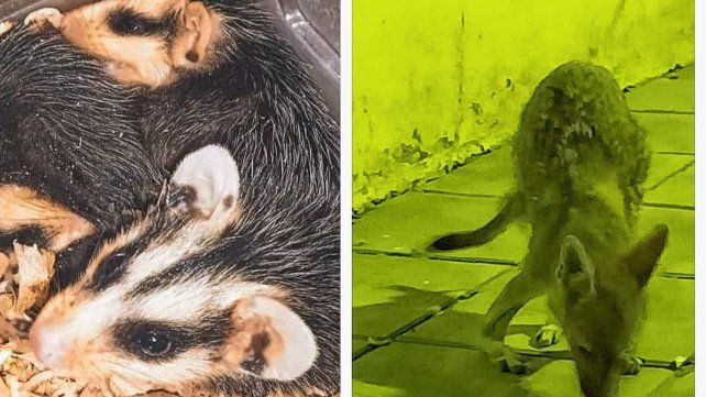 Vecinos ayudaron en el rescate de comadrejas y un zorrito