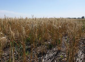 Crecen las probabilidades de que La Niña retorne a la región durante 2024
