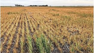 Derrumbe de cosechas y exportaciones: revelan el dramático impacto de la sequía en Santa Fe