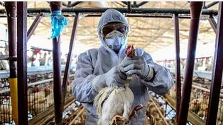 Senasa confirmo nuevos casos de influenza aviar y reforzó los controles