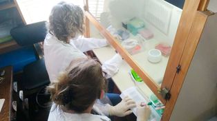 Coronavirus: Anmat autorizó un kit que permite un mayor número de muestras y a un costo menor