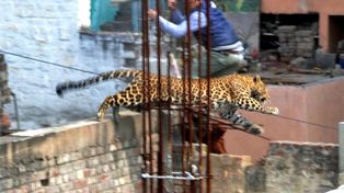 Un leopardo salvaje aterrorizó durante horas a un pueblo de la India