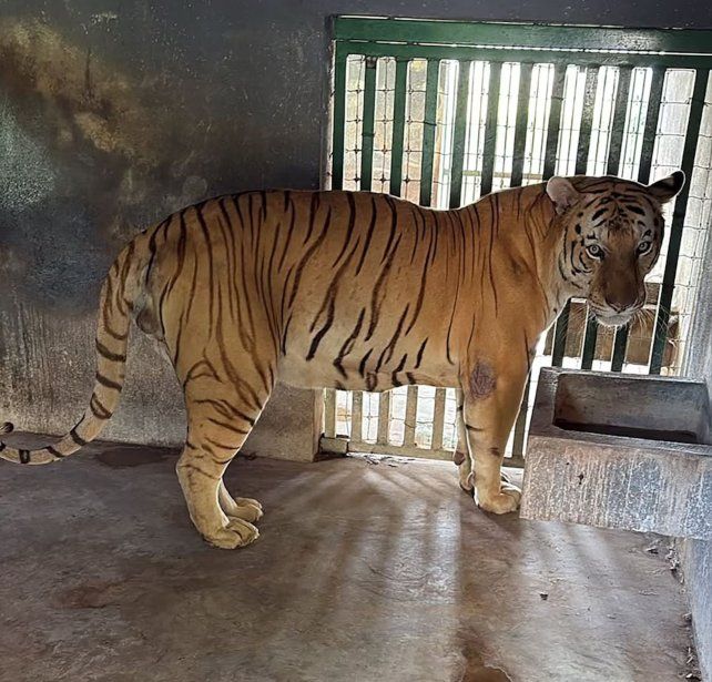 Golpe contra el Cártel del Golfo mexicano: incautan tigres, jaguares, monos y búfalos