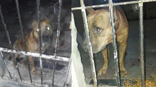 Denuncian que un pitbull terminó en un calabozo por falta de protocolos