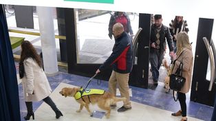 Perros guía para ciegos