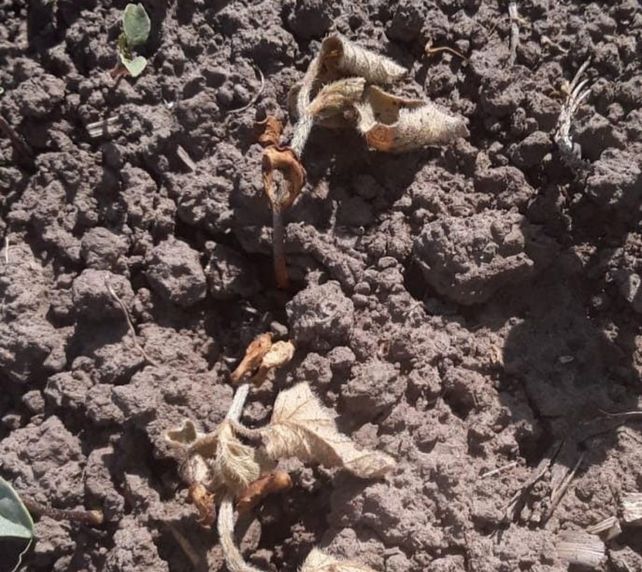 En el sur de Santa Fe hay muertes de plántulas de soja por desecación.