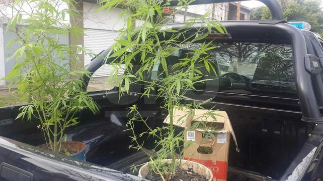 Entró a robar plantas de marihuana, peleó con el dueño y terminó preso