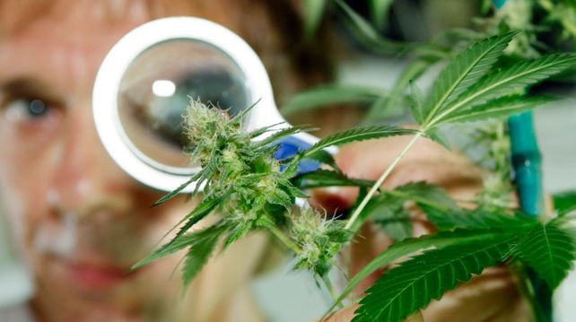 Cómo comprar aceite de cannabis en nueve pasos