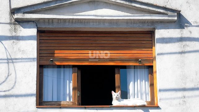 En Santa Fe se dispararon las adopciones de gatos como mascotas&nbsp;