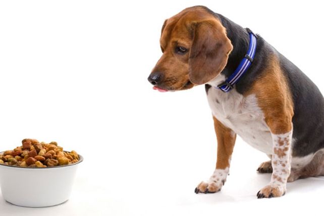 Consumo/consumismo de mascotas y el divorcio de lo humano